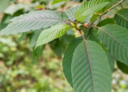 Pemerintah Segera Atur Regulasi Budidaya Kratom