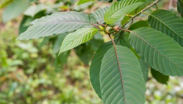 Pemerintah Segera Atur Regulasi Budidaya Kratom