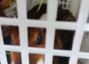 Polres Tasikmalaya Ungkap Kasus Perdagangan Satwa Langka, Dua Pelaku Diamankan