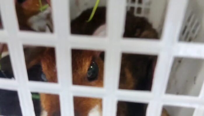 Polres Tasikmalaya Ungkap Kasus Perdagangan Satwa Langka, Dua Pelaku Diamankan