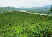 Tenun Bulu Motif Turih Pecahkan Rekor Muri di Acara “Ngalanglang Taraju”