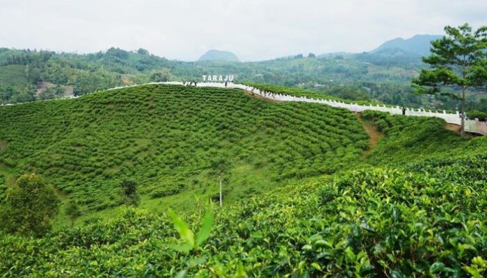 Tenun Bulu Motif Turih Pecahkan Rekor Muri di Acara “Ngalanglang Taraju”