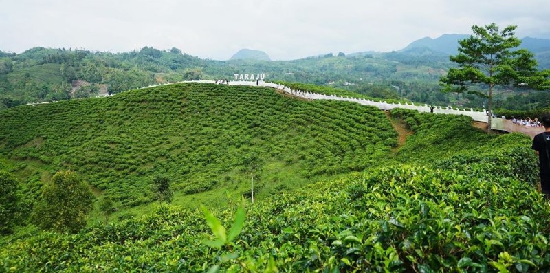Tenun Bulu Motif Turih Pecahkan Rekor Muri di Acara "Ngalanglang Taraju"