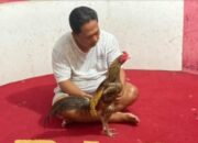 GEMAH Bongkar Dugaan Pemerasan Anggota DPRD DKI untuk Judi Sabung Ayam