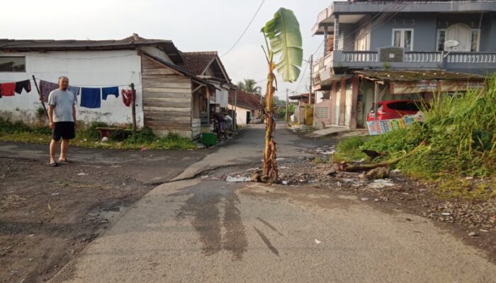 Kecewa, Warga Sambongpari Tanam Pohon Pisang di Jalan Rusak