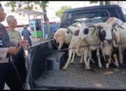 Addda Aja Modus Penipu Jelang Idul Adha, Hati Hati Para Penjual Hewan Kurban, Jangan Bernasib Seperti ini