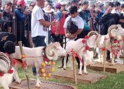 2300 Lebih Peternak Domba Meriahkan Pesta Patok di Kabupaten Tasikmalaya
