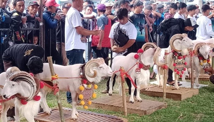 2300 Lebih Peternak Domba Meriahkan Pesta Patok di Kabupaten Tasikmalaya