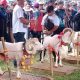2300 Lebih Peternak Domba Meriahkan Pesta Patok di Kabupaten Tasikmalaya