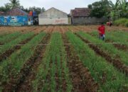 Kolaborasi Koramil 1208/Manonjaya dan BPP Manonjaya Berdayakan Petani Lokal