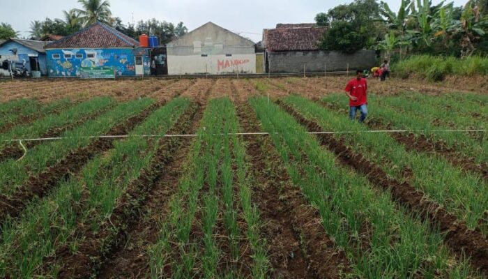 Kolaborasi Koramil 1208/Manonjaya dan BPP Manonjaya Berdayakan Petani Lokal