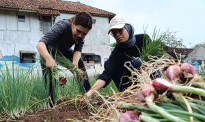 Koramil 1208/Manonjaya Sukses Panen Bawang Merah Varietas Bima Brebes