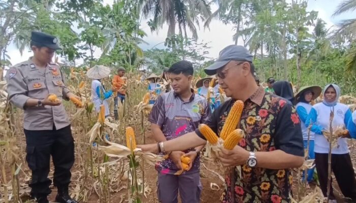 PKH Desa Batu Sumur Gelar Panen Jagung Perdana, Hasilkan Enam Ton dari Lahan 1,5 Hektare