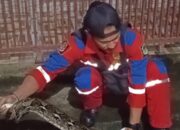 Ular Sanca 8 Meter yang Memangsa Bebek Gegerkan Warga Jayaputra