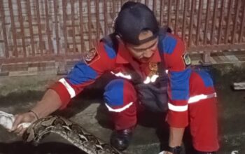 Ular Sanca 8 Meter yang Memangsa Bebek Gegerkan Warga Jayaputra