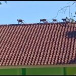 Warga Kutawaringin Diresahkan oleh Gerombolan Monyet yang Menyerang Perkampungan dan Kantor Desa