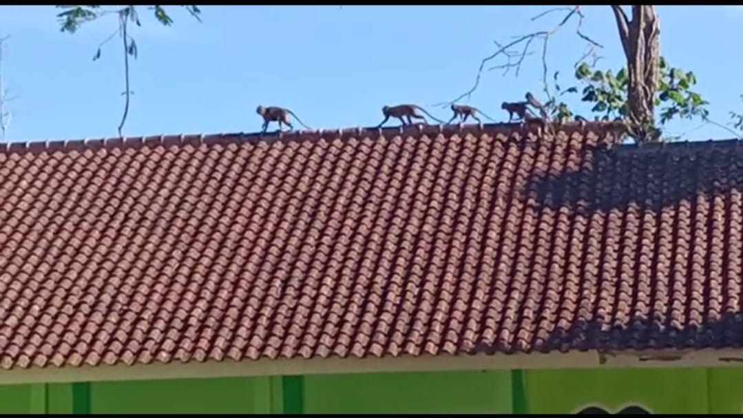 Warga Kutawaringin Diresahkan oleh Gerombolan Monyet yang Menyerang Perkampungan dan Kantor Desa
